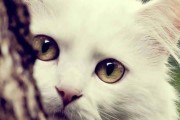 吃瓜娱乐酱抱枕猫